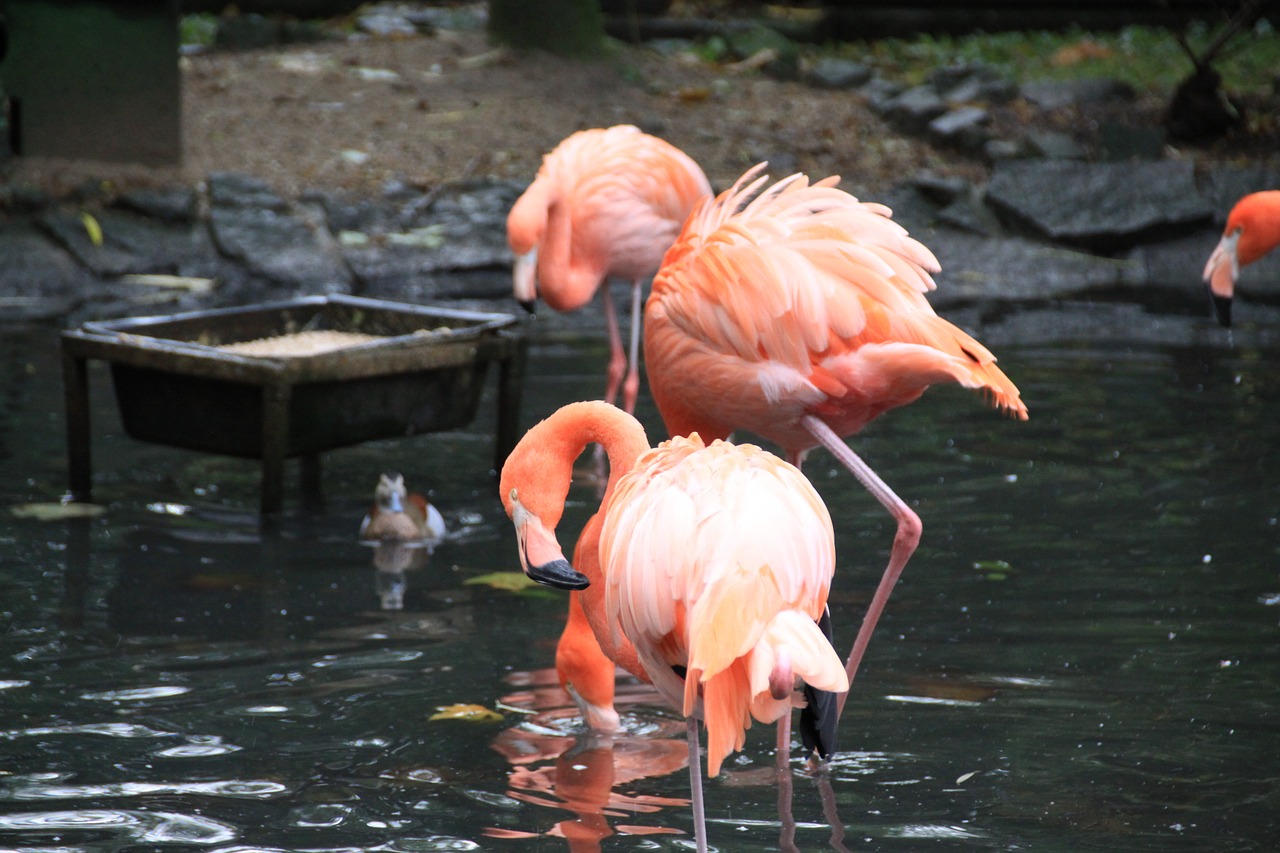 flament pink birds park free photo