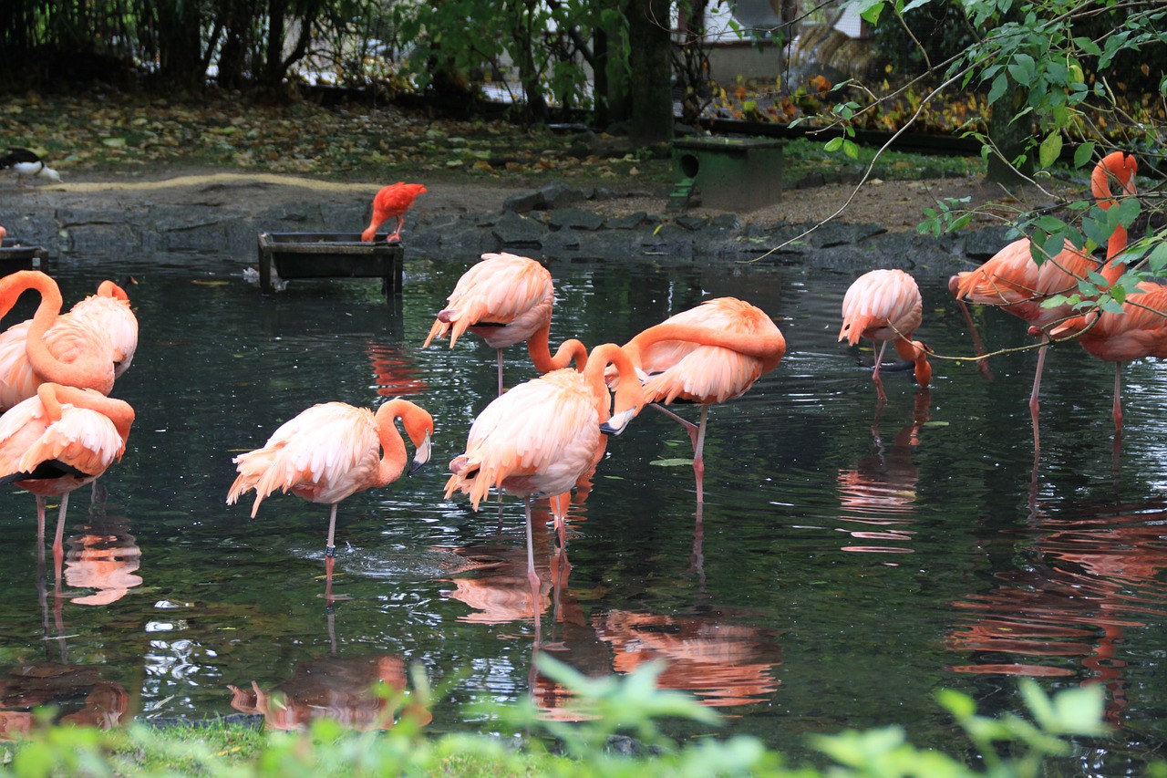 flament pink bird park free photo