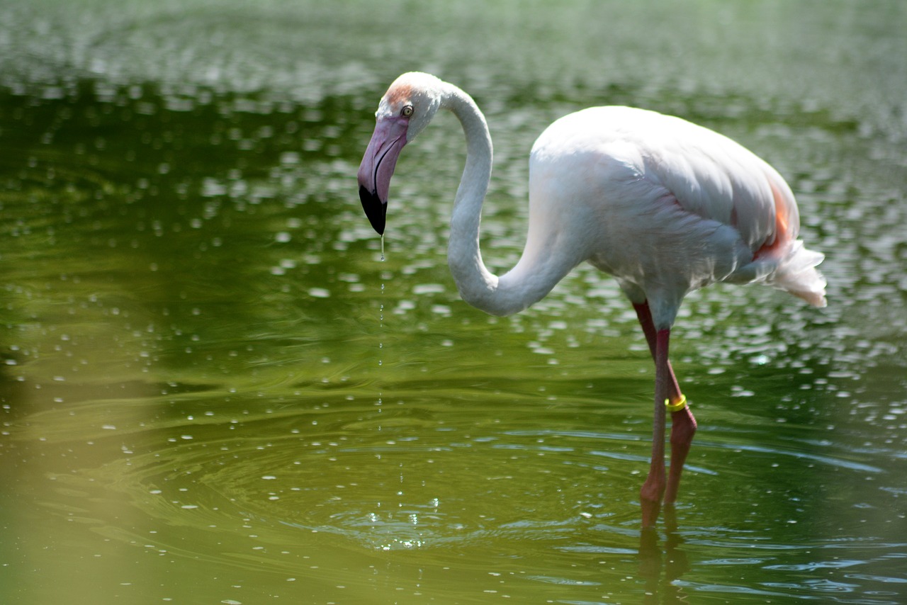 flaming water zoo free photo