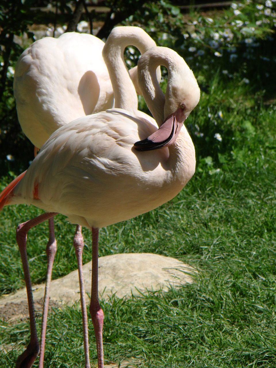 flaming bird zoo free photo