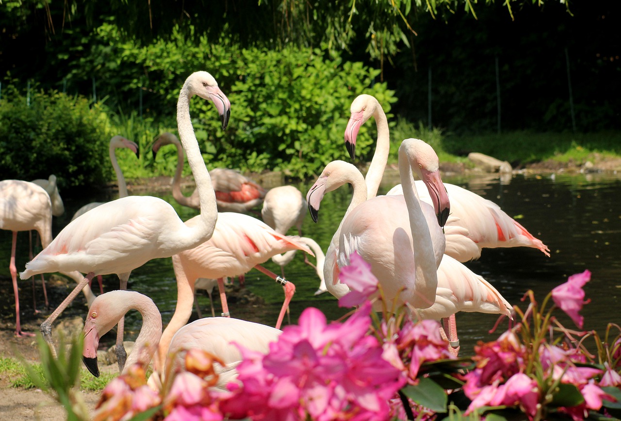 flaming  birds  flamingos free photo
