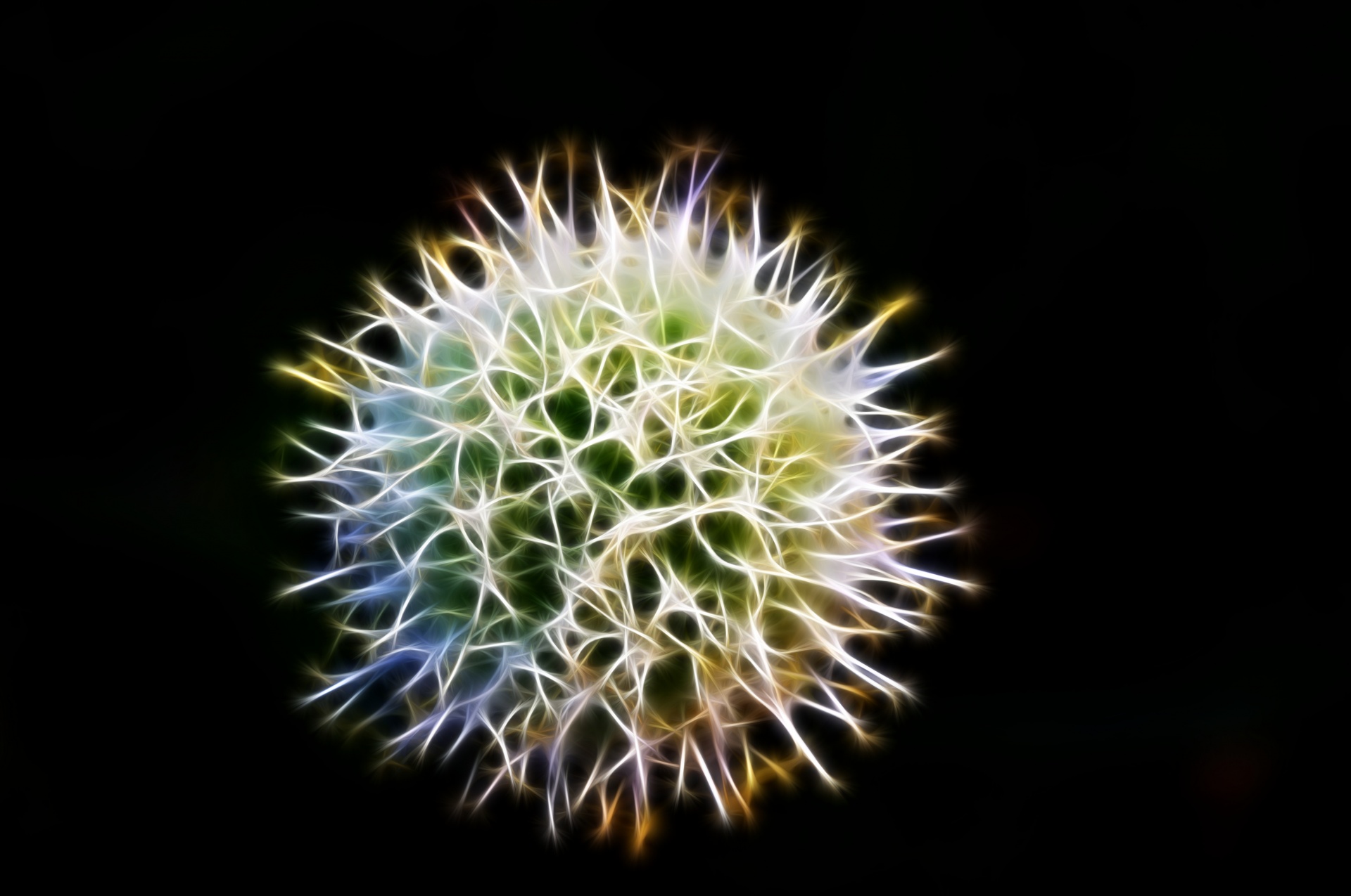 allium flower bulb free photo