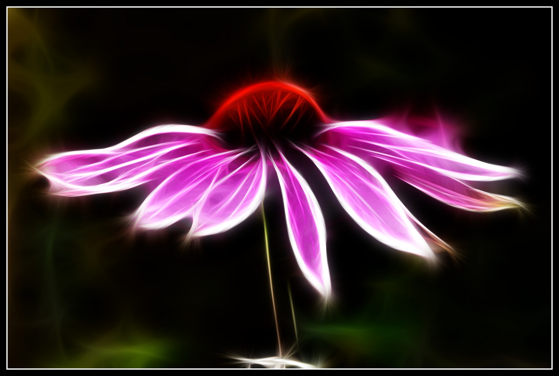 coneflower echinacea flower free photo