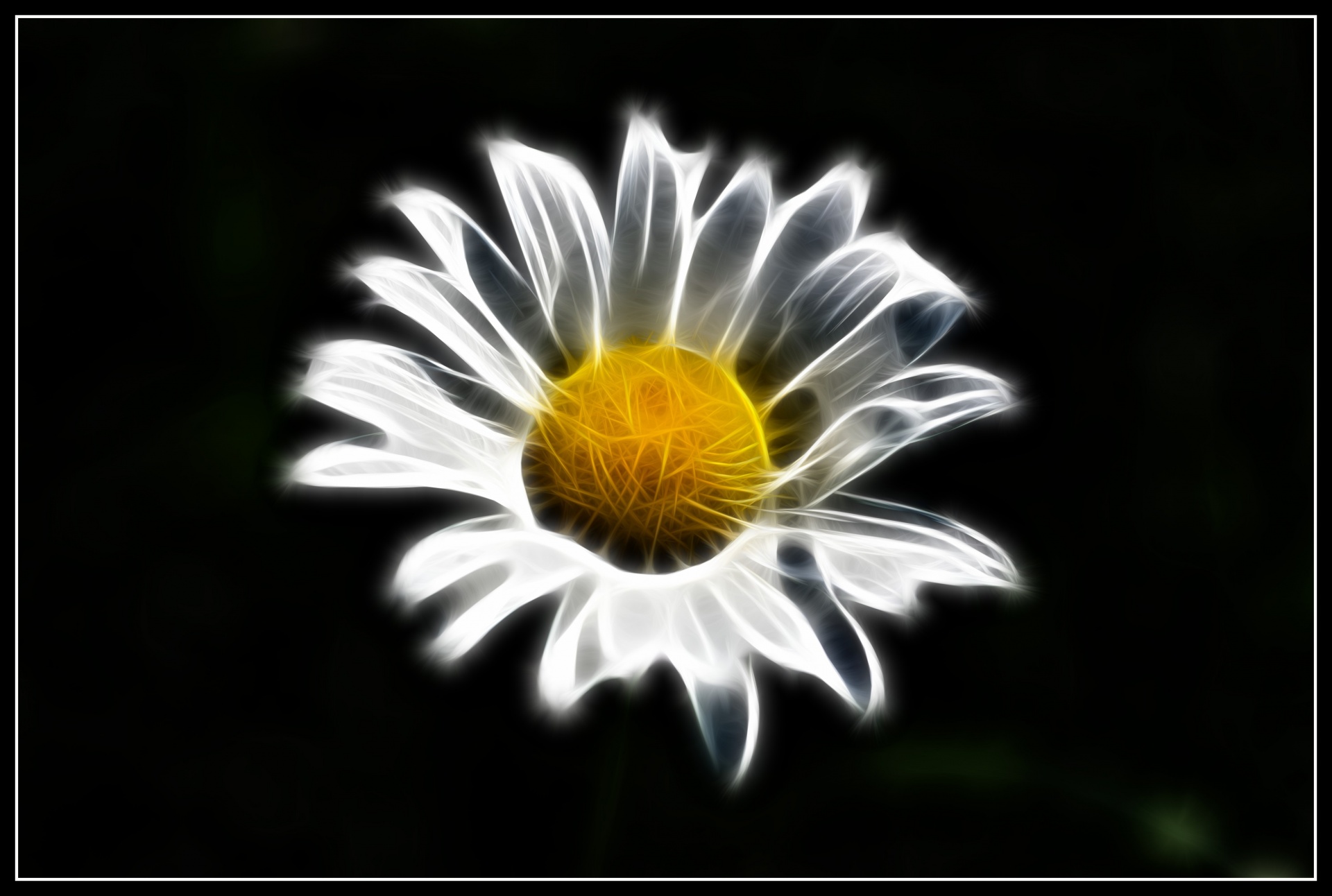 daisy flower nature free photo