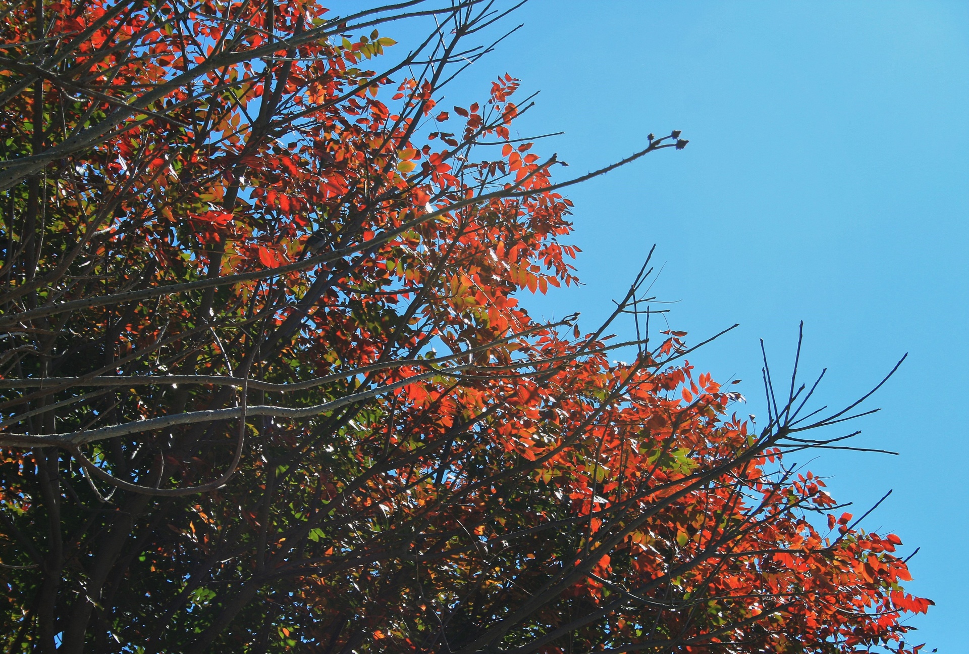 tree leaves luminous free photo