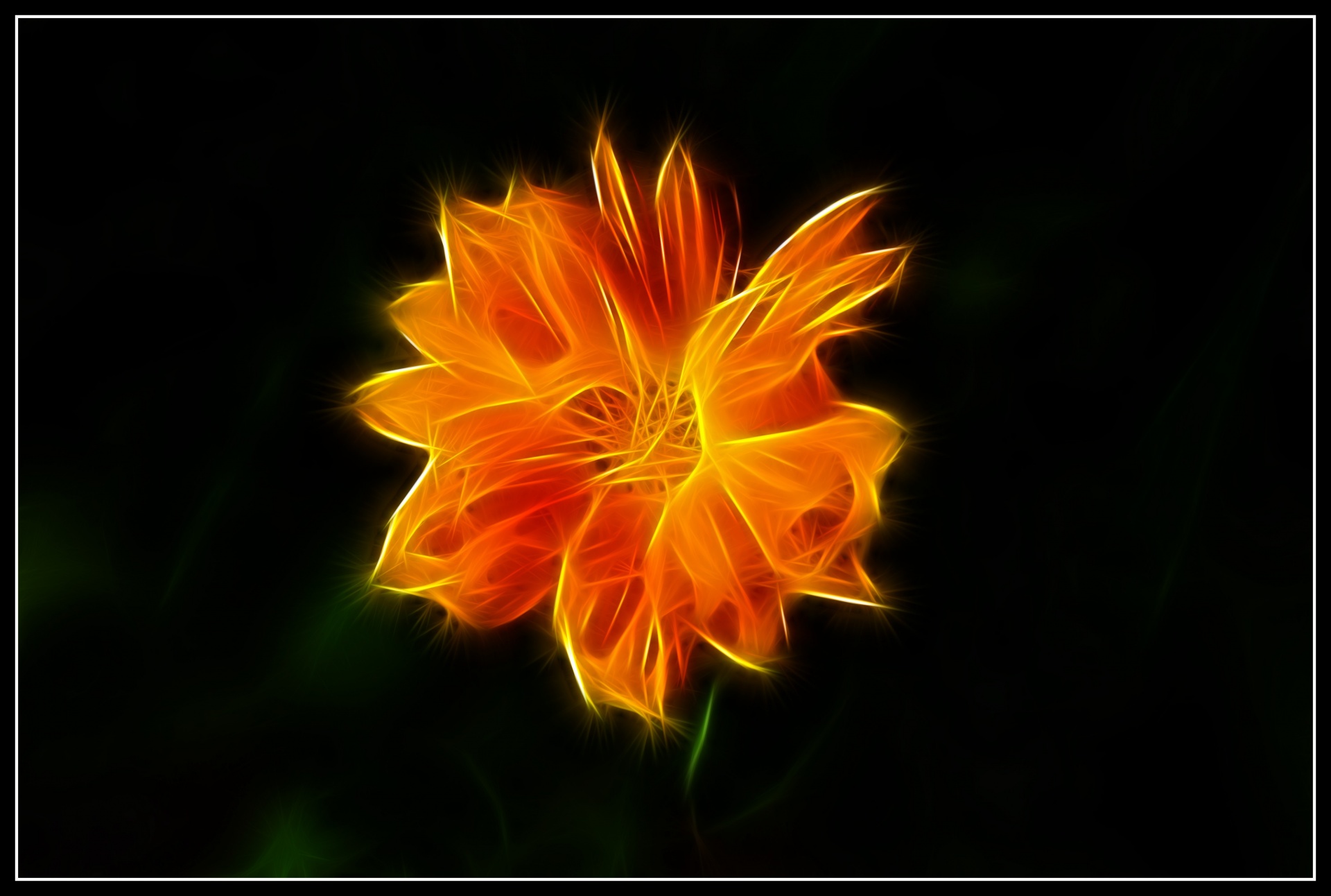 marigold flower nature free photo