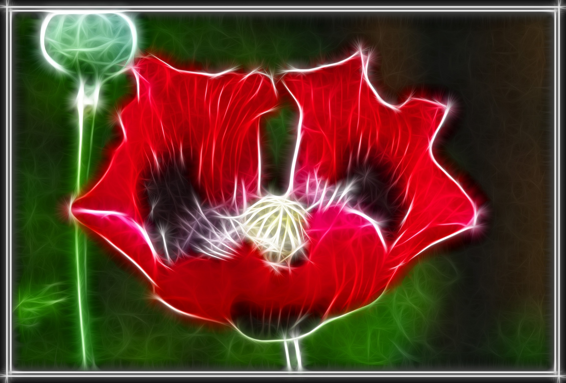 opium poppy flower free photo