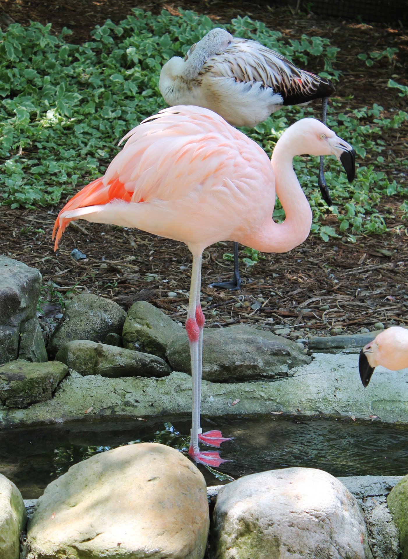 flamingo animal beak free photo