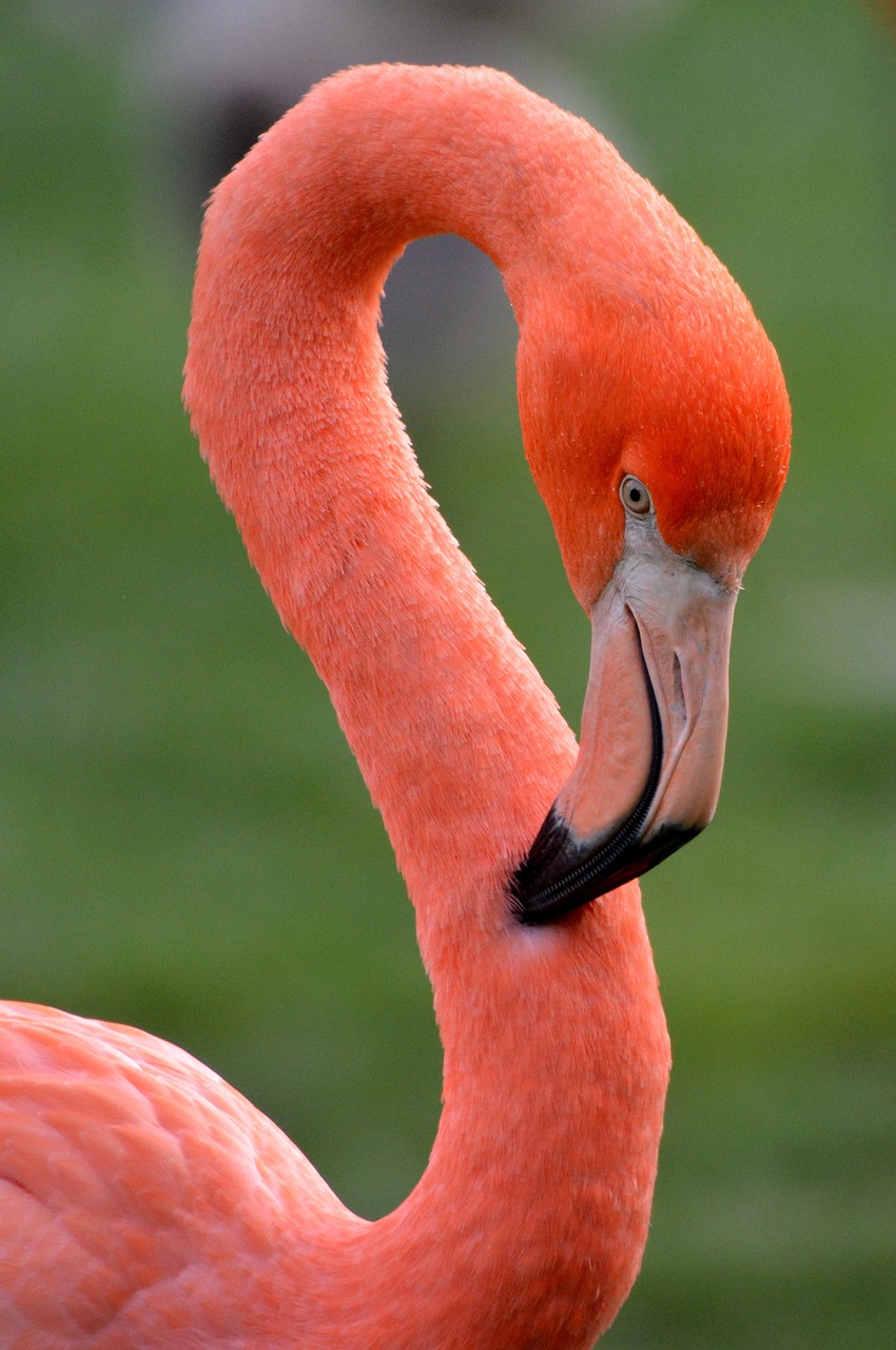 flamingo bird animal free photo