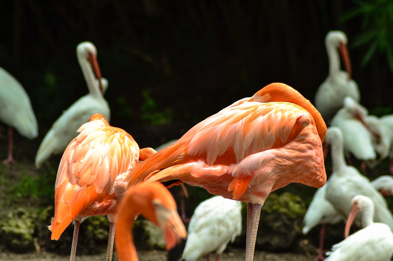 flamingo birds animal free photo