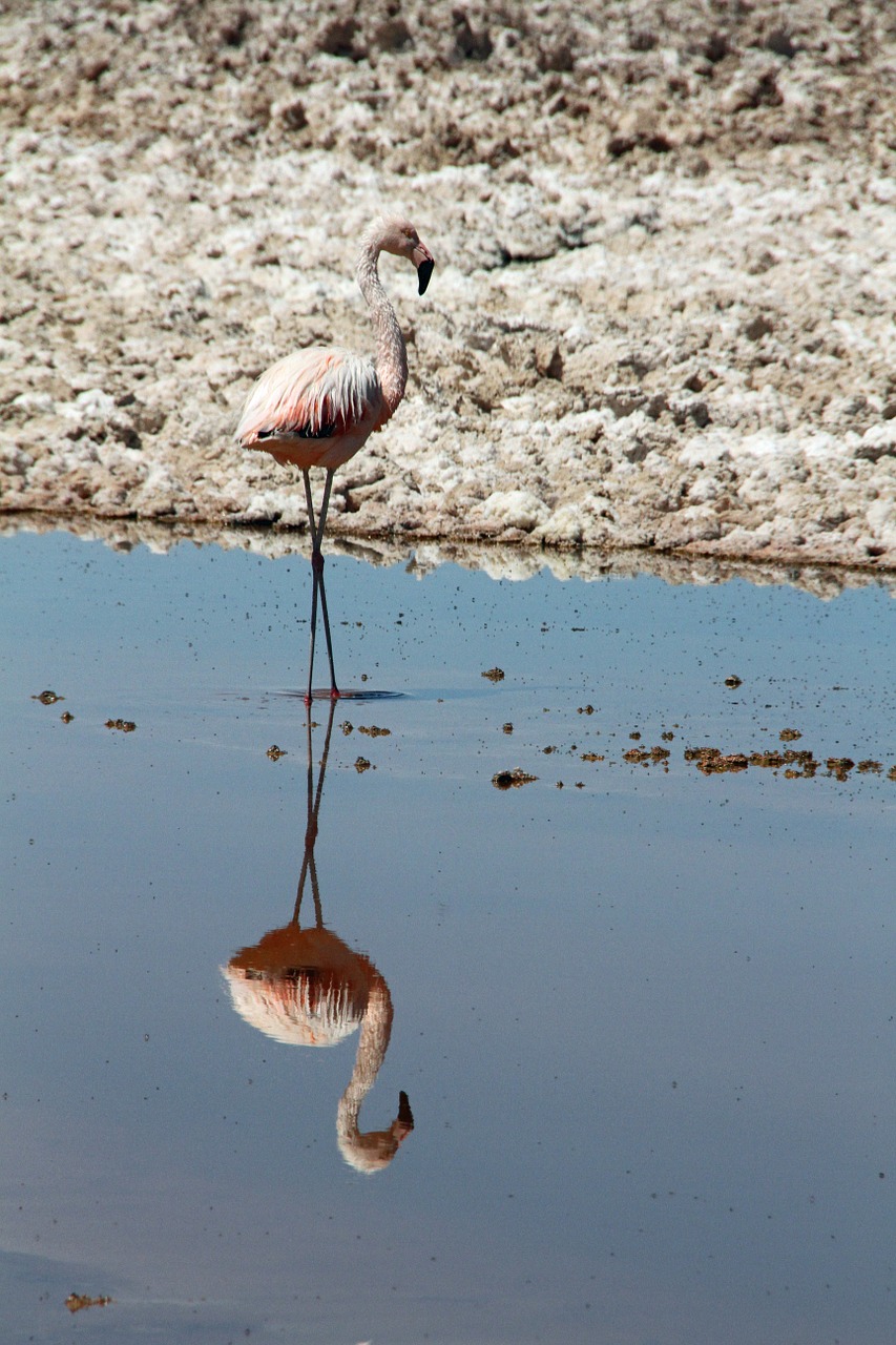 flamingo pink atacama desert free photo