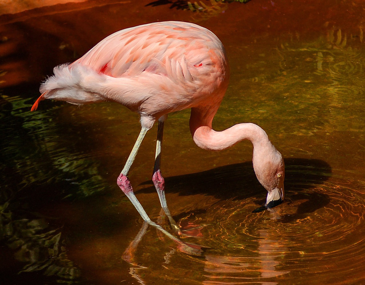 flamingo bird wading bird free photo