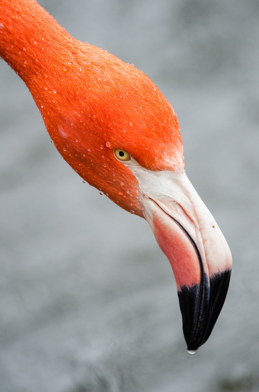 flamingo pink head free photo