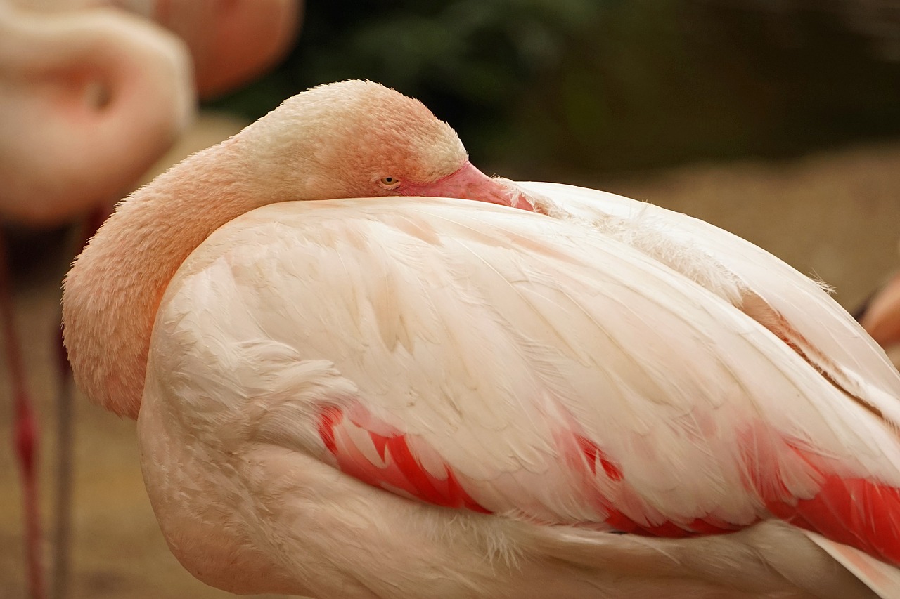 flamingo close up pink free photo