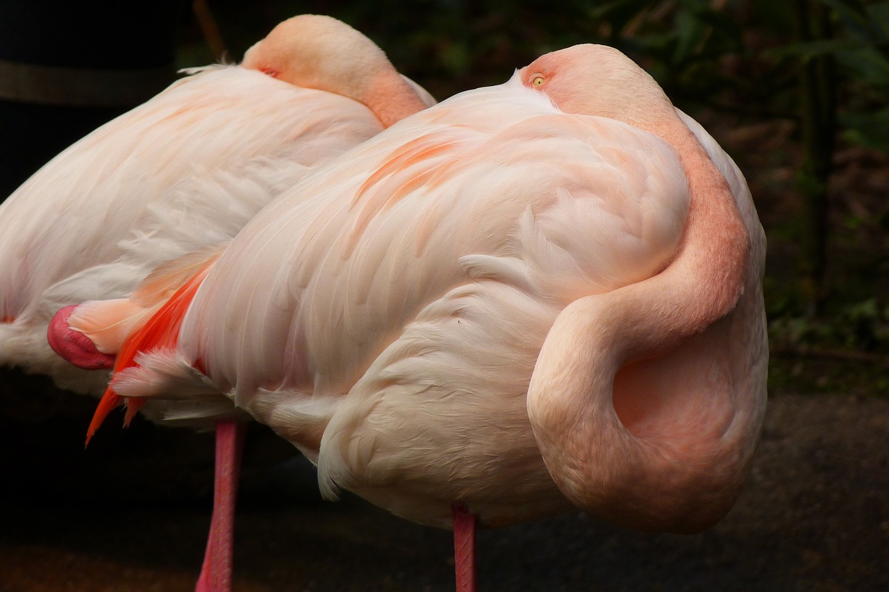 flamingo zoo bird free photo