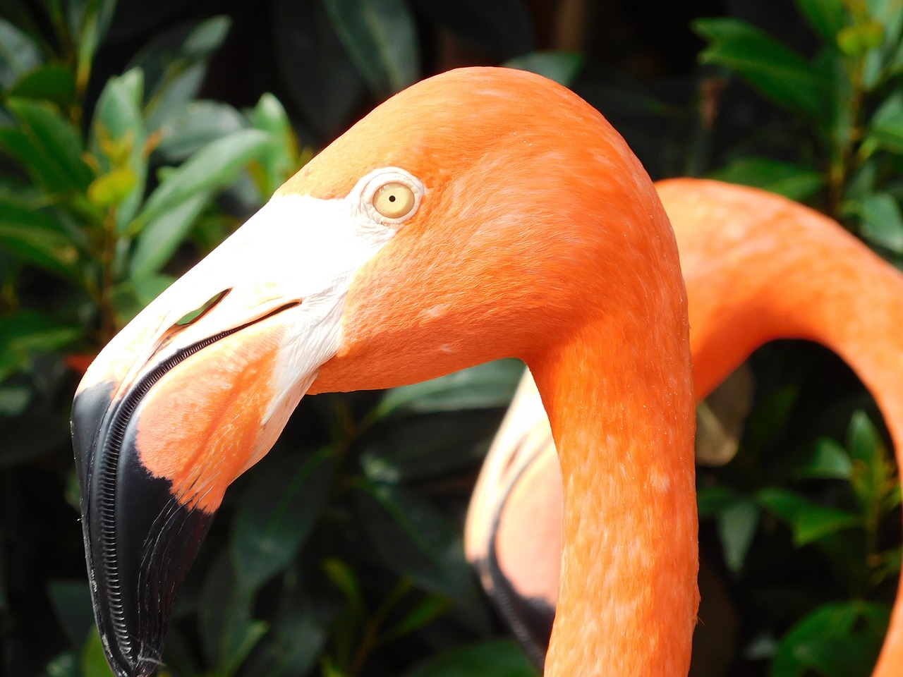 flamingo flamingo bird wildlife free photo