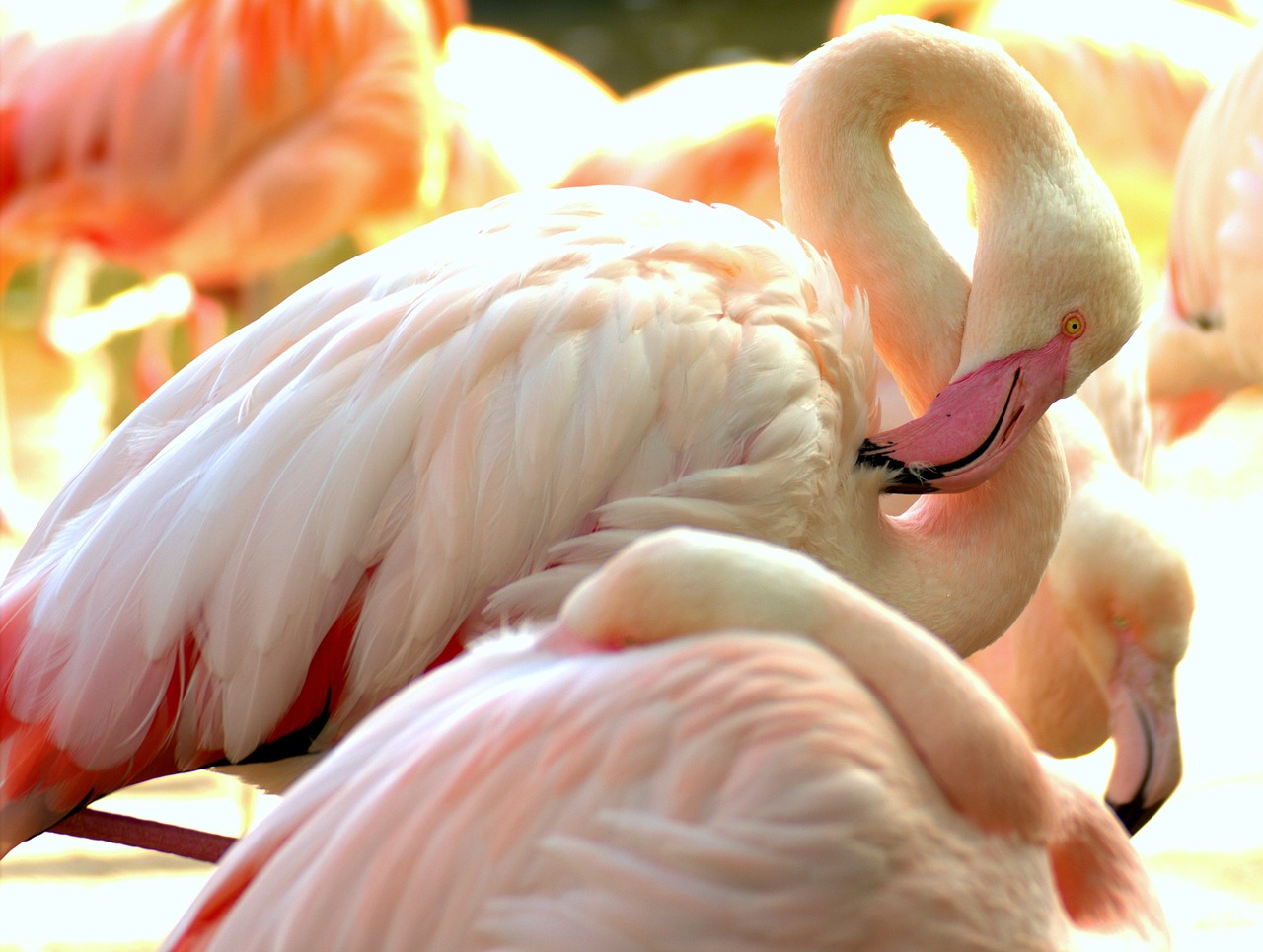 flamingo zoo pink flamingo free photo