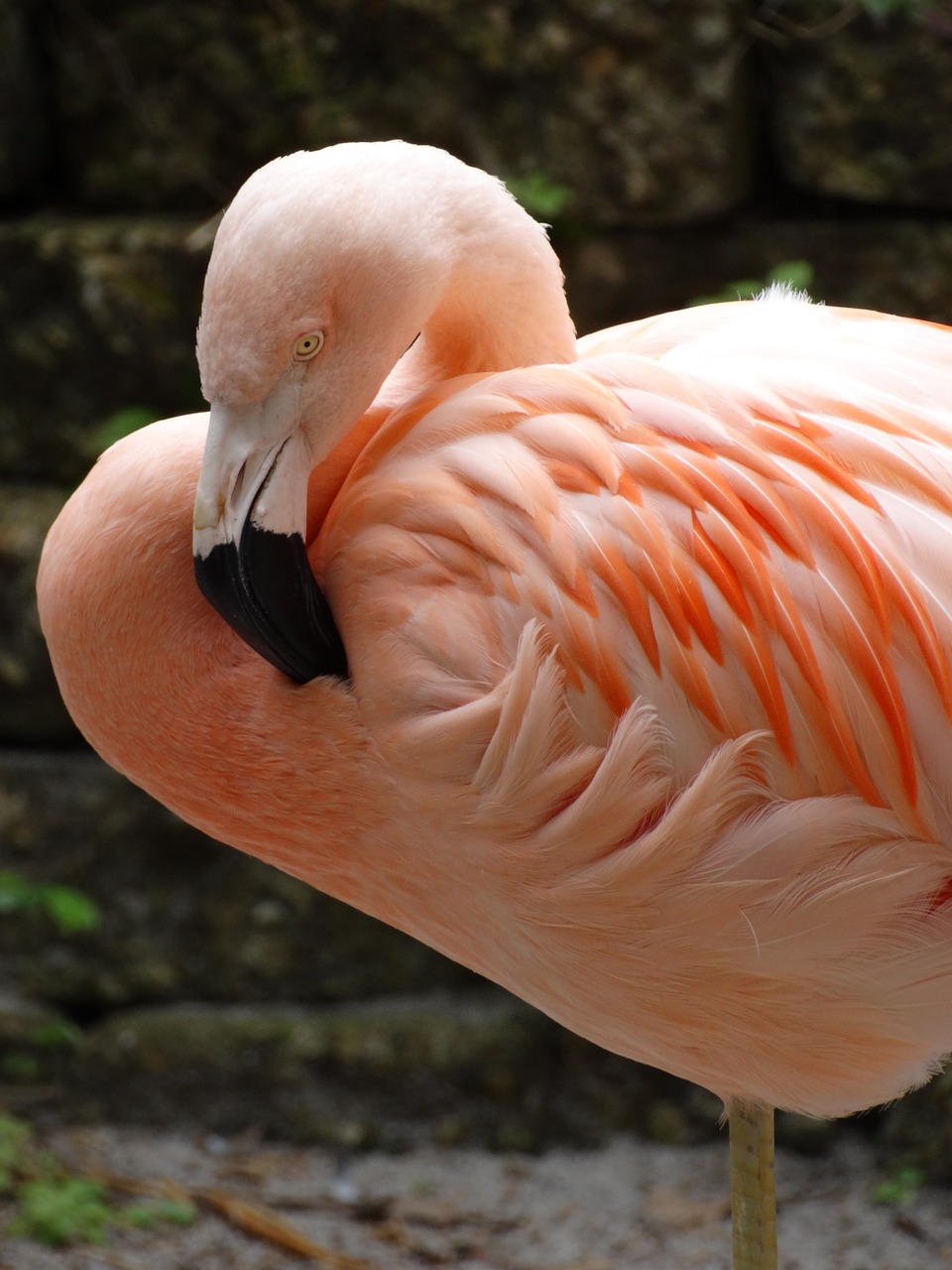flamingo feathers profile free photo