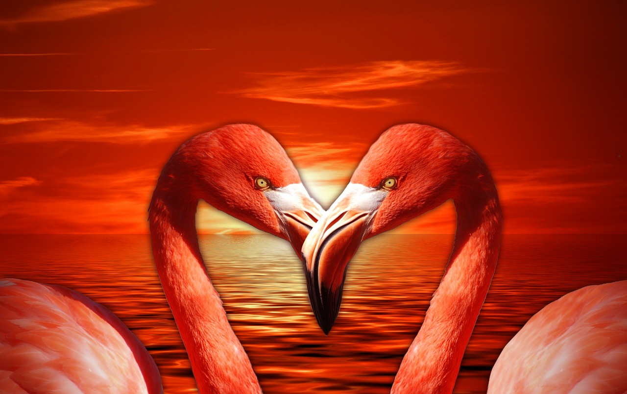 flamingo valentine heart free photo