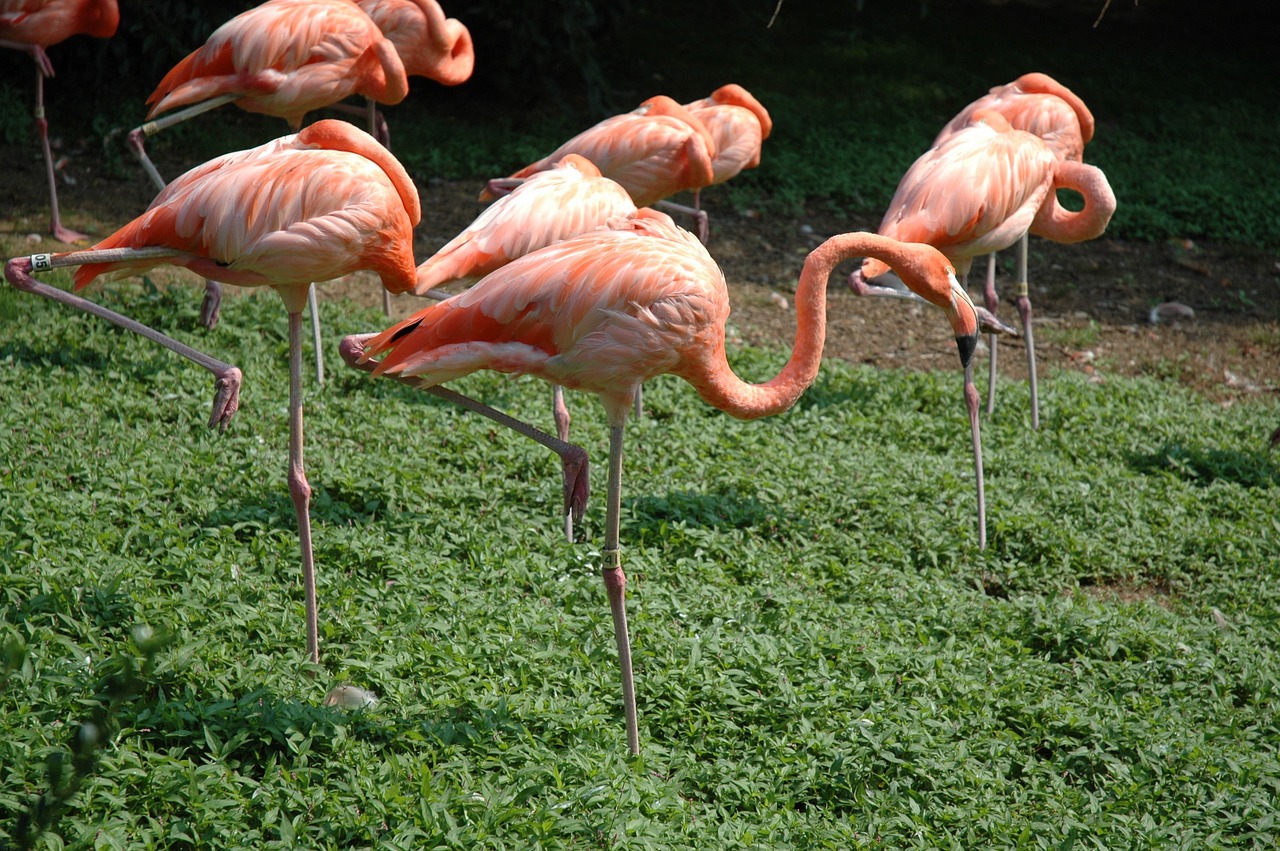 flamingo bird zoo free photo