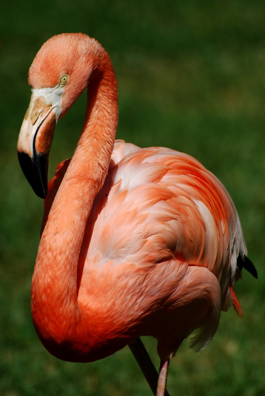 flamingo bird stately free photo