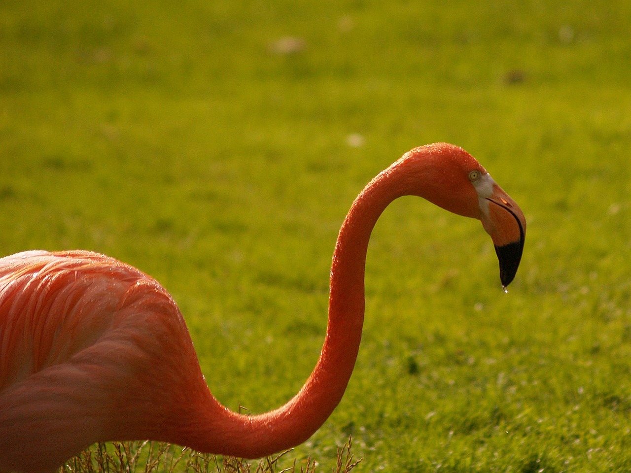 flamingo pink hiking free photo