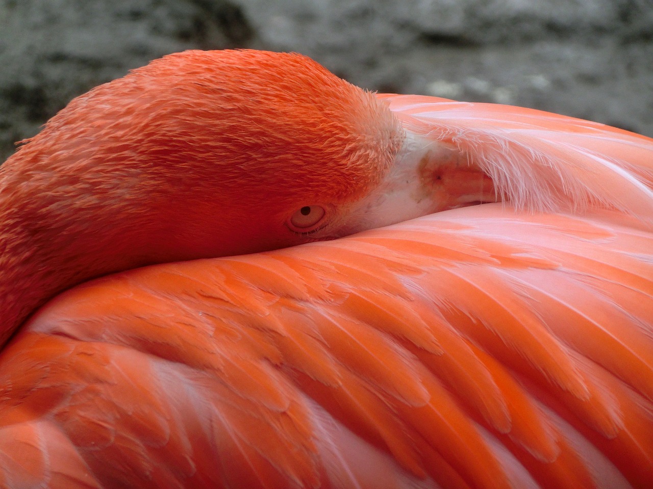 flamingo bird pink free photo