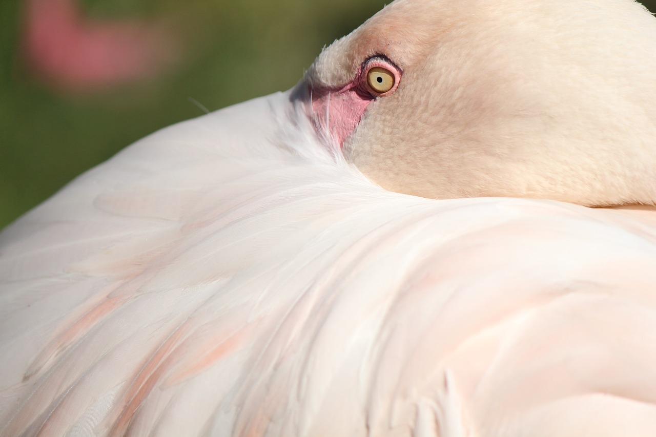 flamingo feather pink free photo