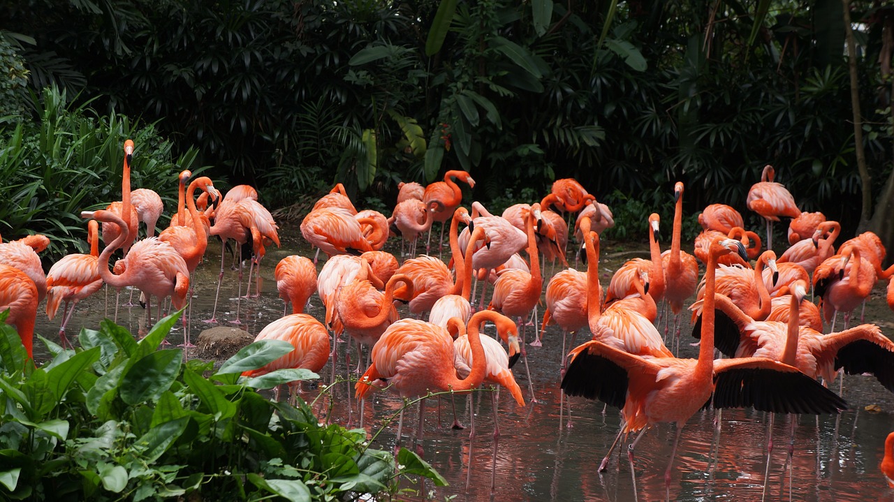 flamingo park birds free photo