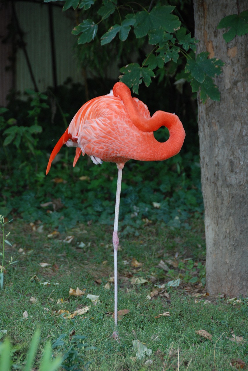 flamingo sleeping zoo free photo