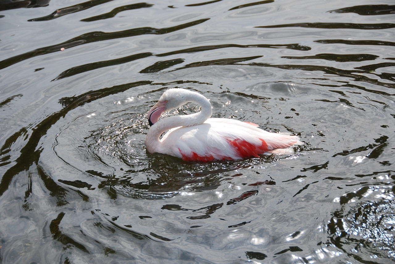 flamingo water wave free photo