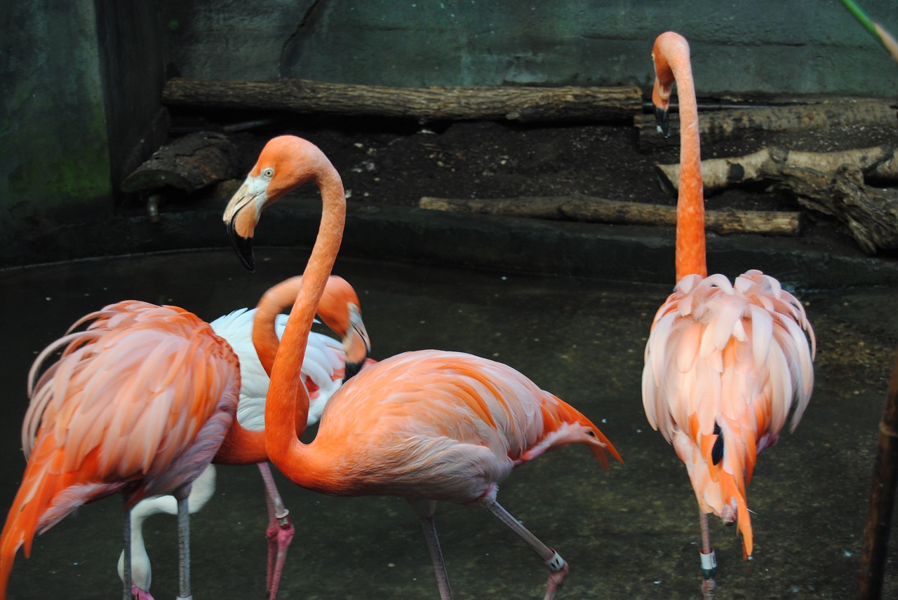 flamingo pink bird free photo