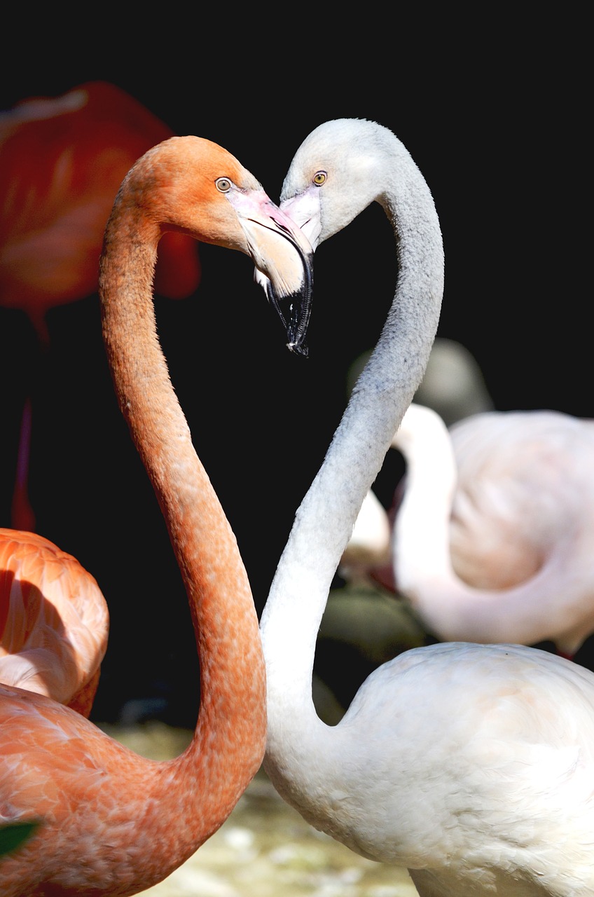 flamingo heart birds free photo