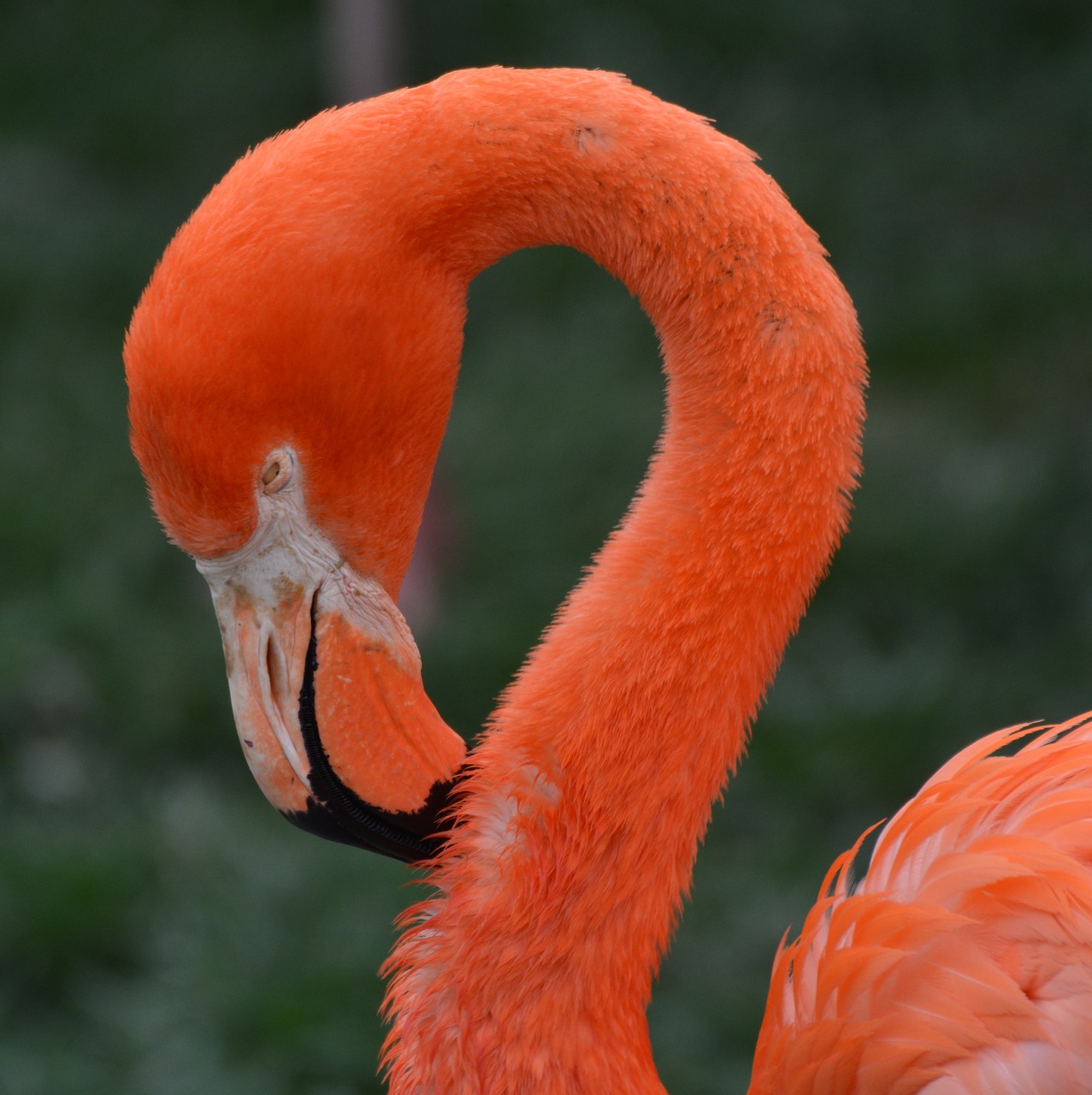 flamingo animal bird free photo