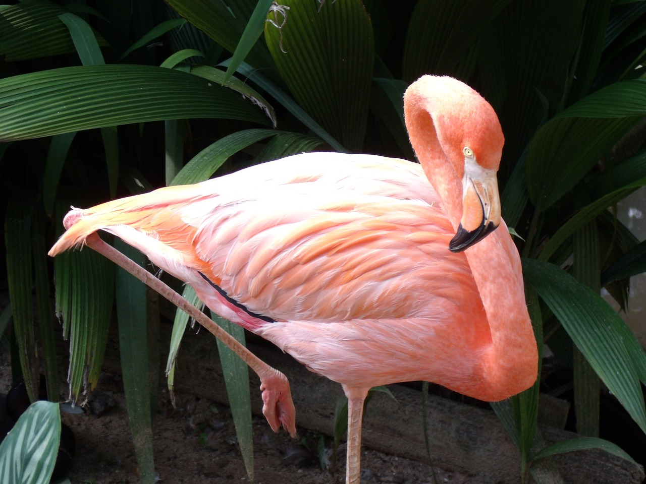 flamingo rosa zoo free photo