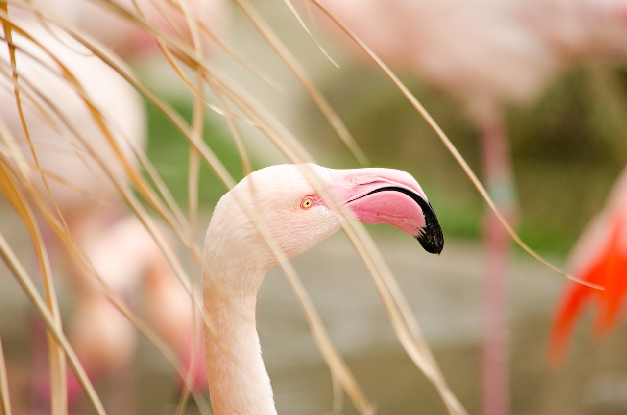 flamingo zoo water bird free photo