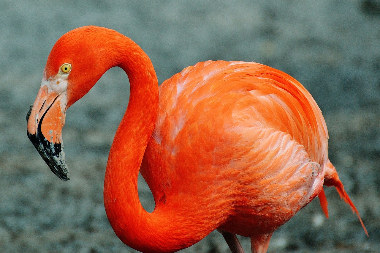 flamingo bird colorful free photo