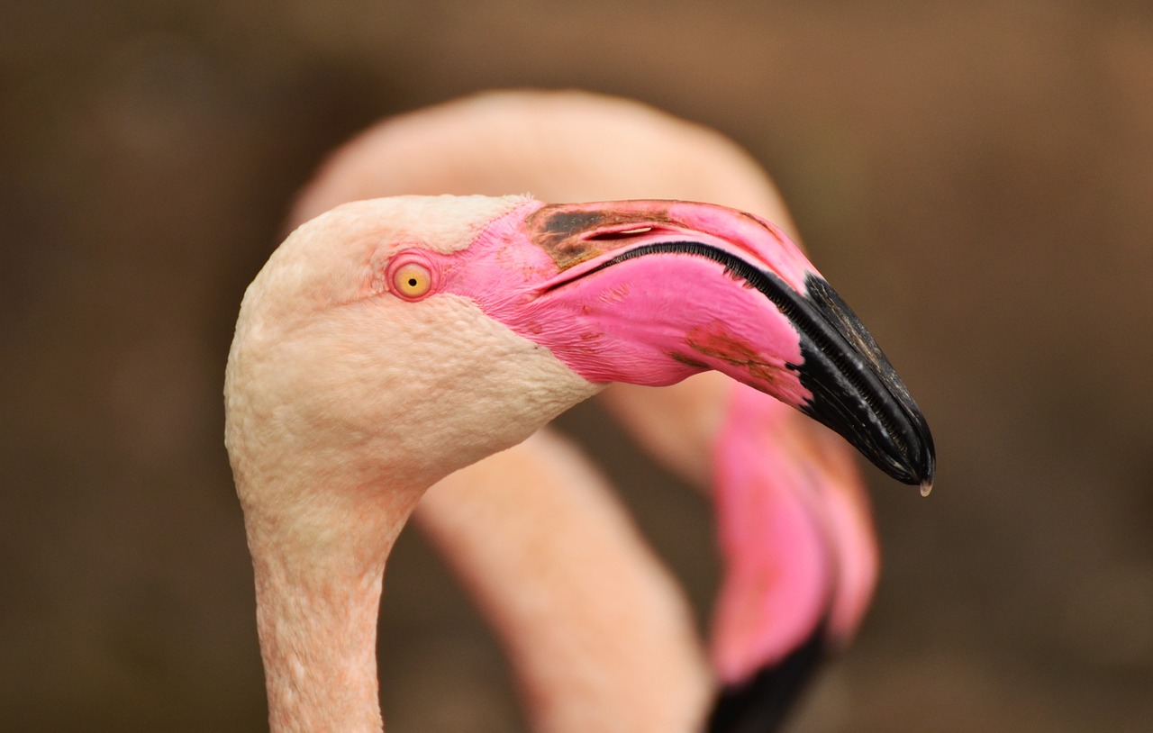 flamingo bill bird free photo