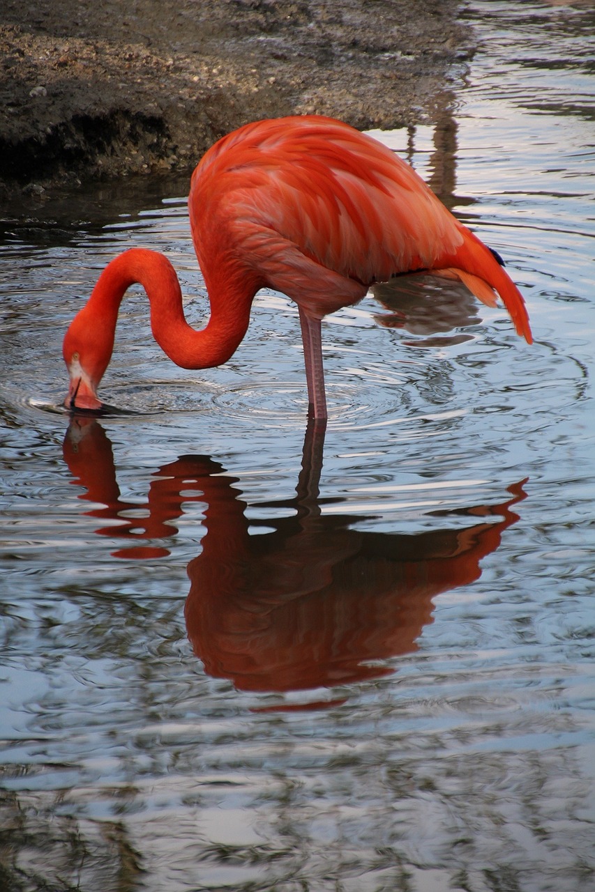 flamingo zoo mirroring free photo