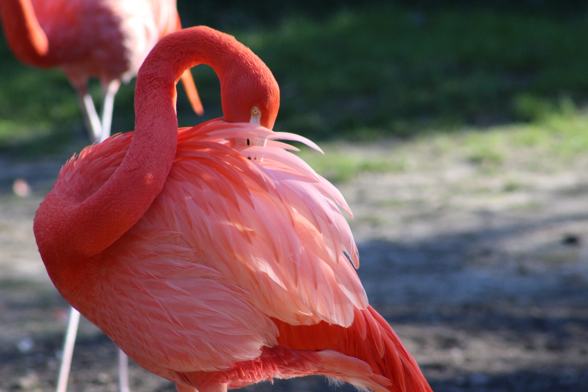 zoo day flamingo free photo