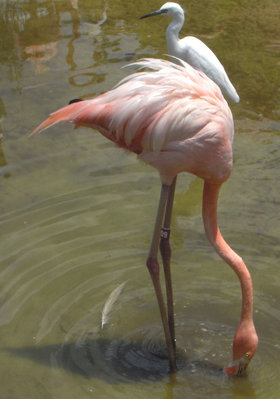 animals nature flamingo free photo