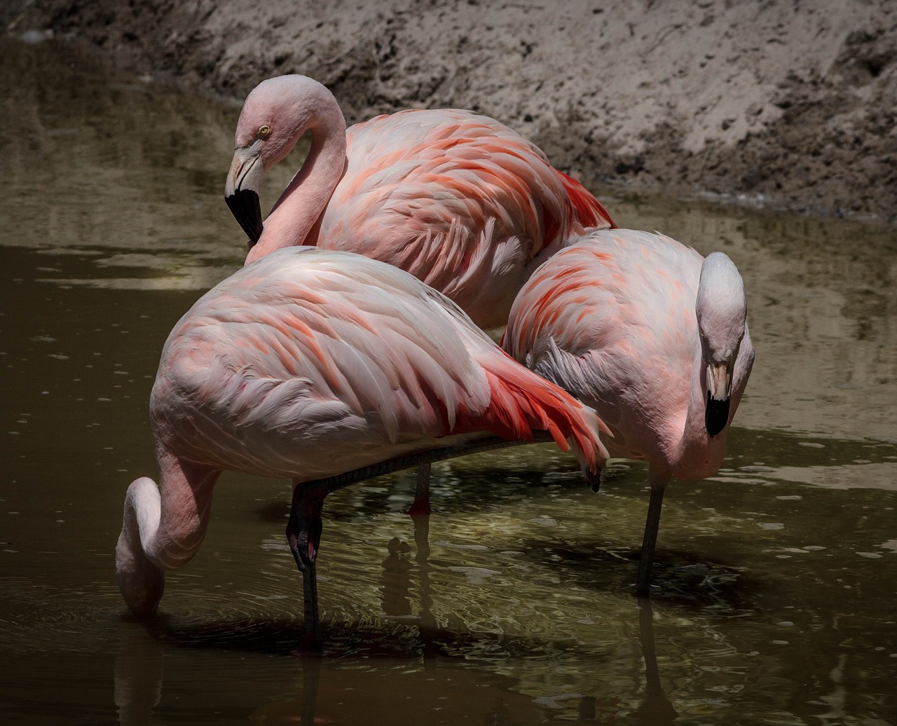 flamingo pink flamingos wading bird free photo