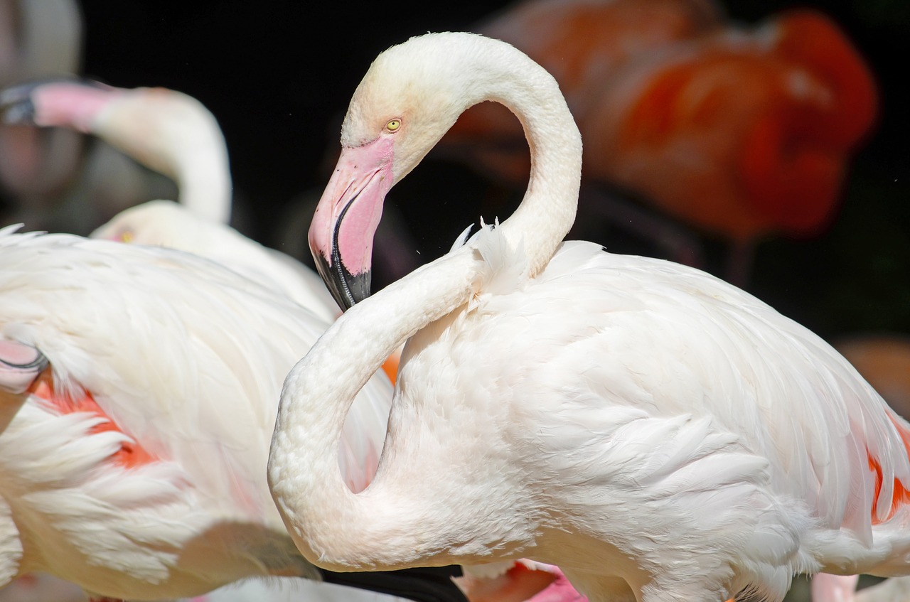 flamingo pink flamingo water bird free photo