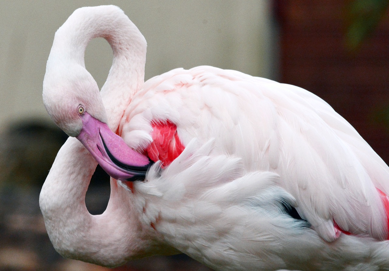 flamingo bird pink free photo