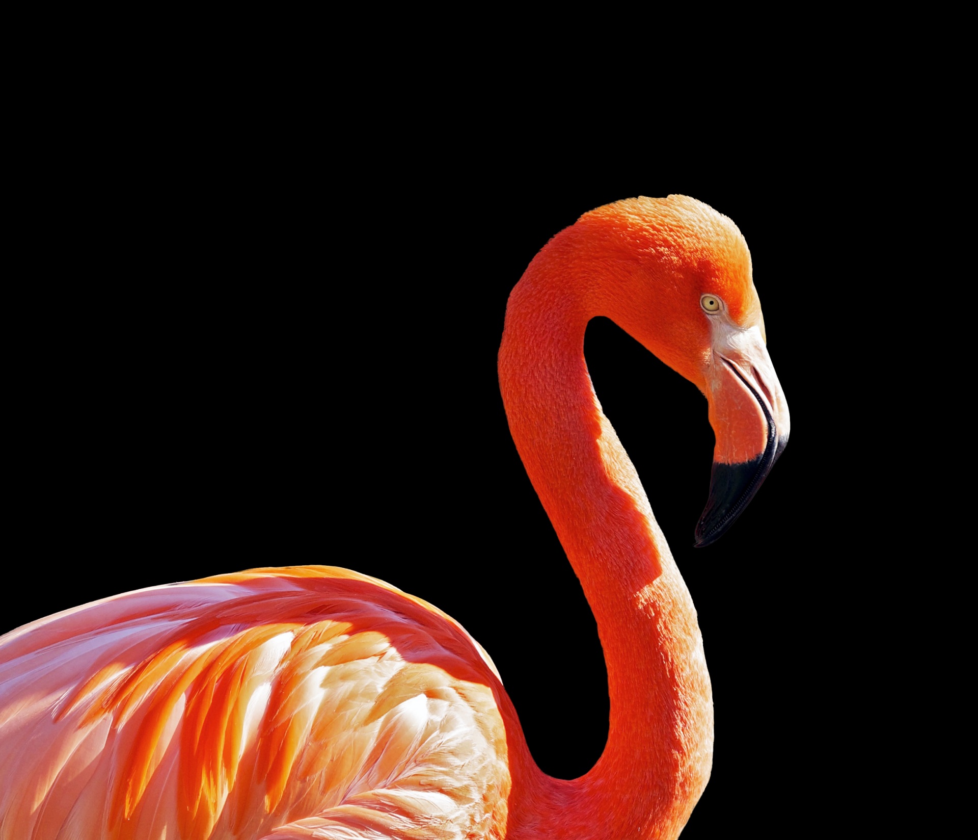flamingo bird close-up free photo