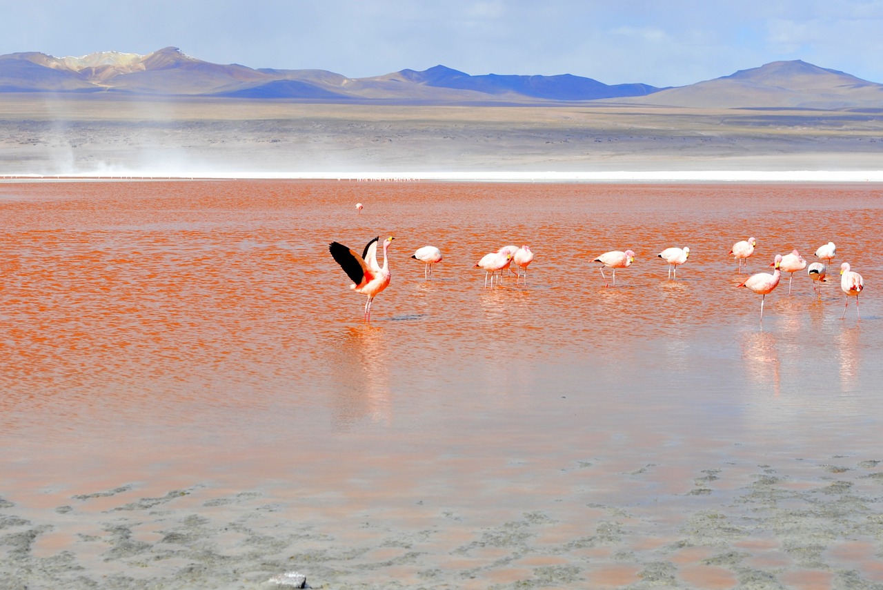 flamingo red lagoon bolivia free photo