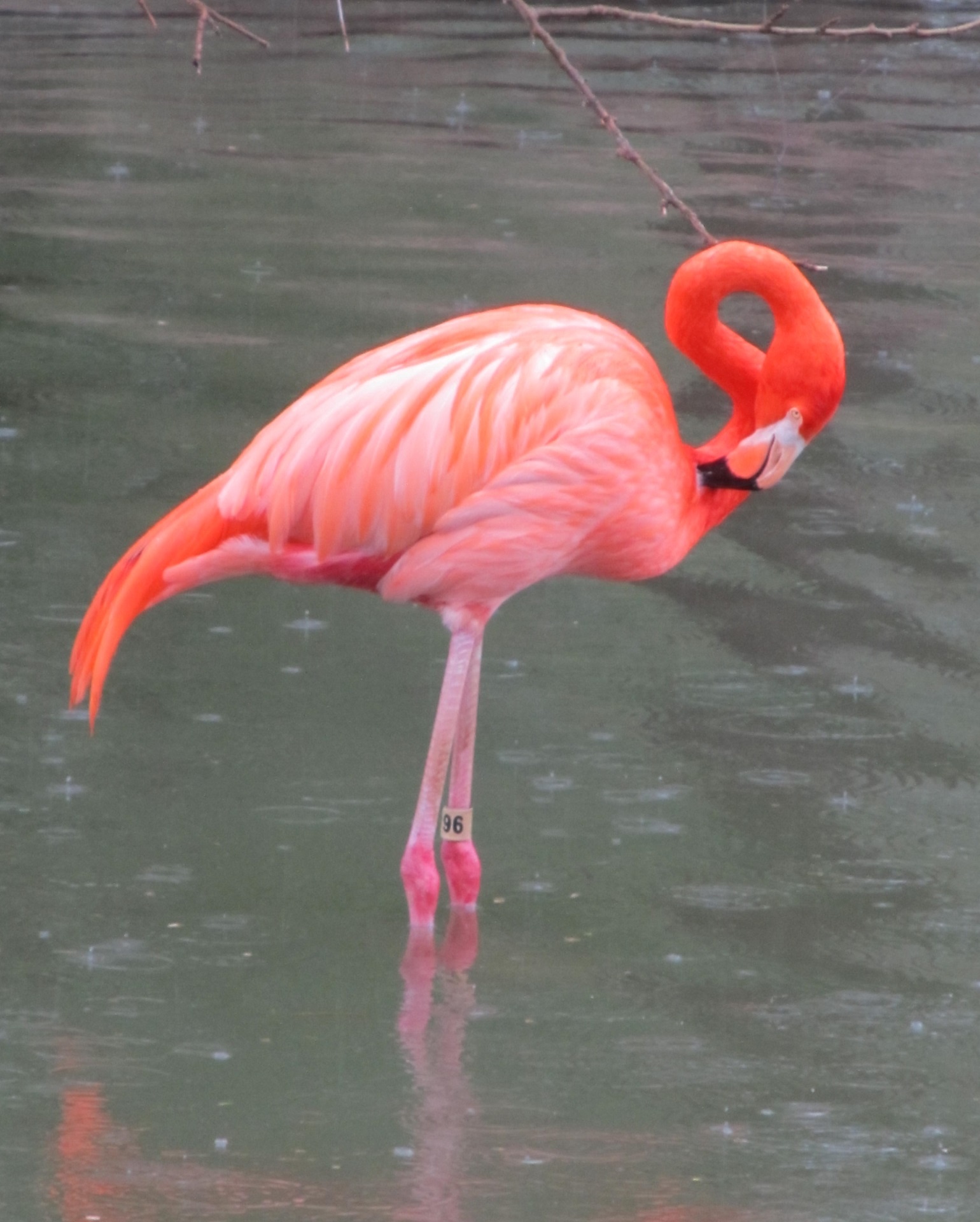 flamingo standing pink free photo