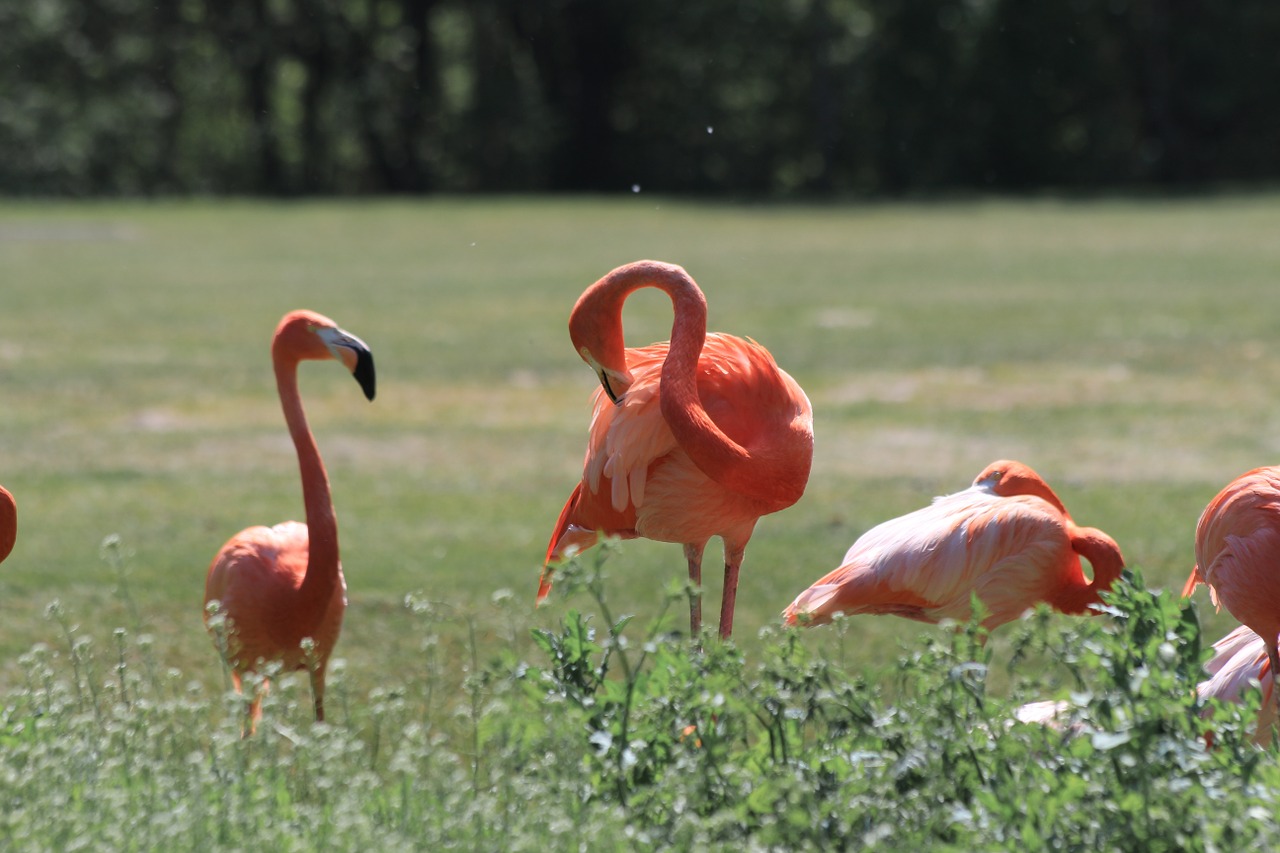 flamingo zoo birds free photo