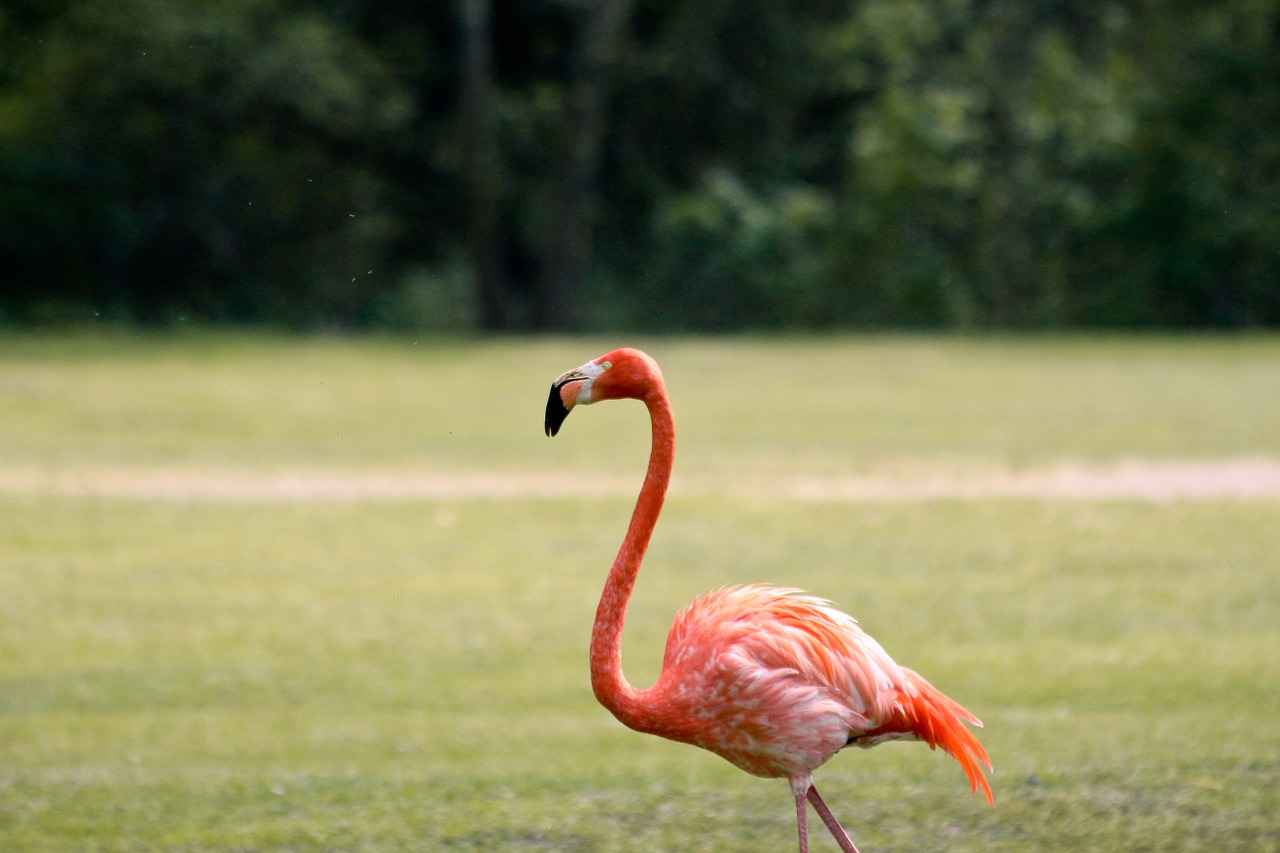 flamingo zoo bird free photo