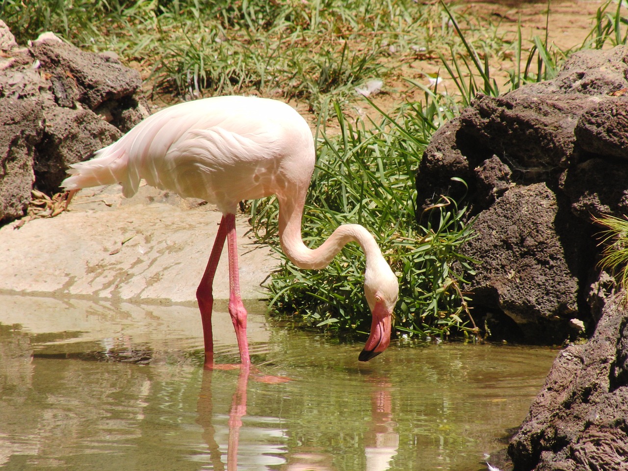 flamingo bill bird free photo